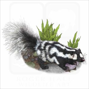 Western Spotted Skunk illustration