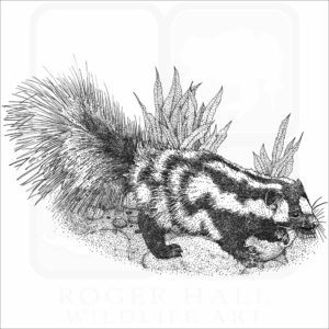 Western Spotted Skunk