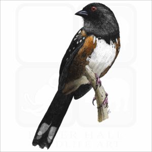 Spotted Towhee illustration