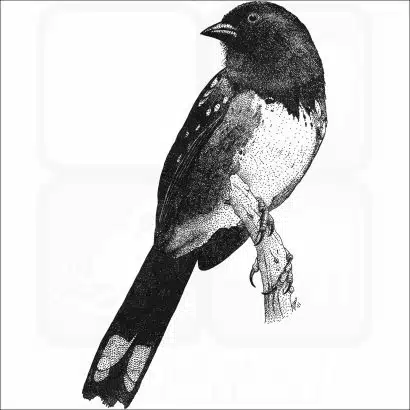 Spotted Towhee