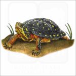 Spotted Turtle illustration