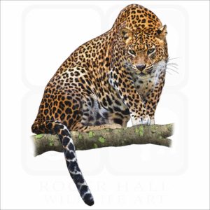 Sri Lankan Leopard illustration
