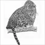 Sri Lankan Leopard