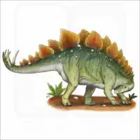 Stegosaurus illustration
