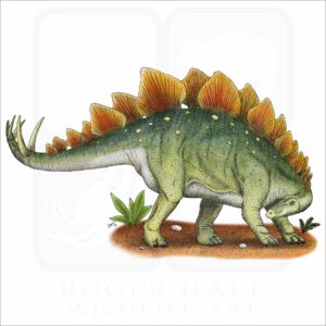 Stegosaurus illustration
