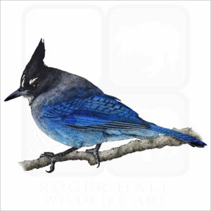Steller's Jay illustration