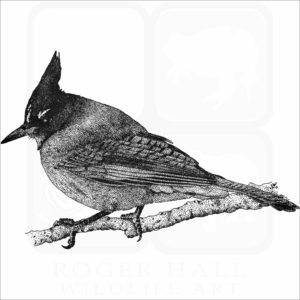 Steller's Jay