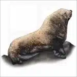 Steller Sea Lion illustration
