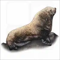 Steller Sea Lion illustration