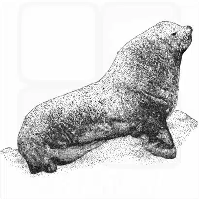 Steller Sea Lion