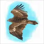 Steppe Eagle illustration