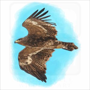 Steppe Eagle illustration