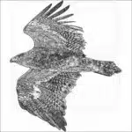 Steppe Eagle