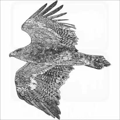Steppe Eagle