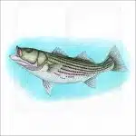 Striped Bass illustration