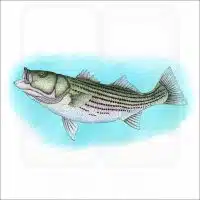 Striped Bass illustration