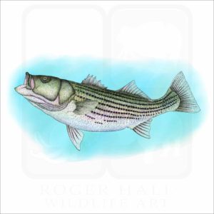 Striped Bass illustration
