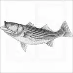 Striped Bass