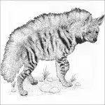 Striped Hyena