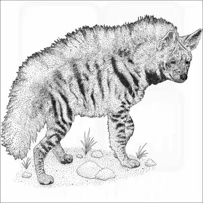 Striped Hyena
