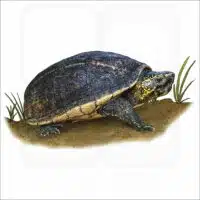Striped Mud Turtle illustration