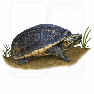 Striped Mud Turtle illustration
