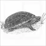 Striped Mud Turtle