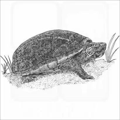 Striped Mud Turtle