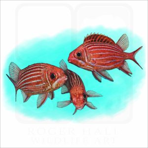 Striped or Hawaiian Squirrelfish illustration