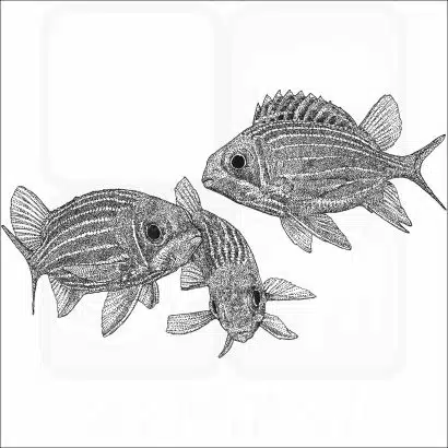 Striped or Hawaiian Squirrelfish