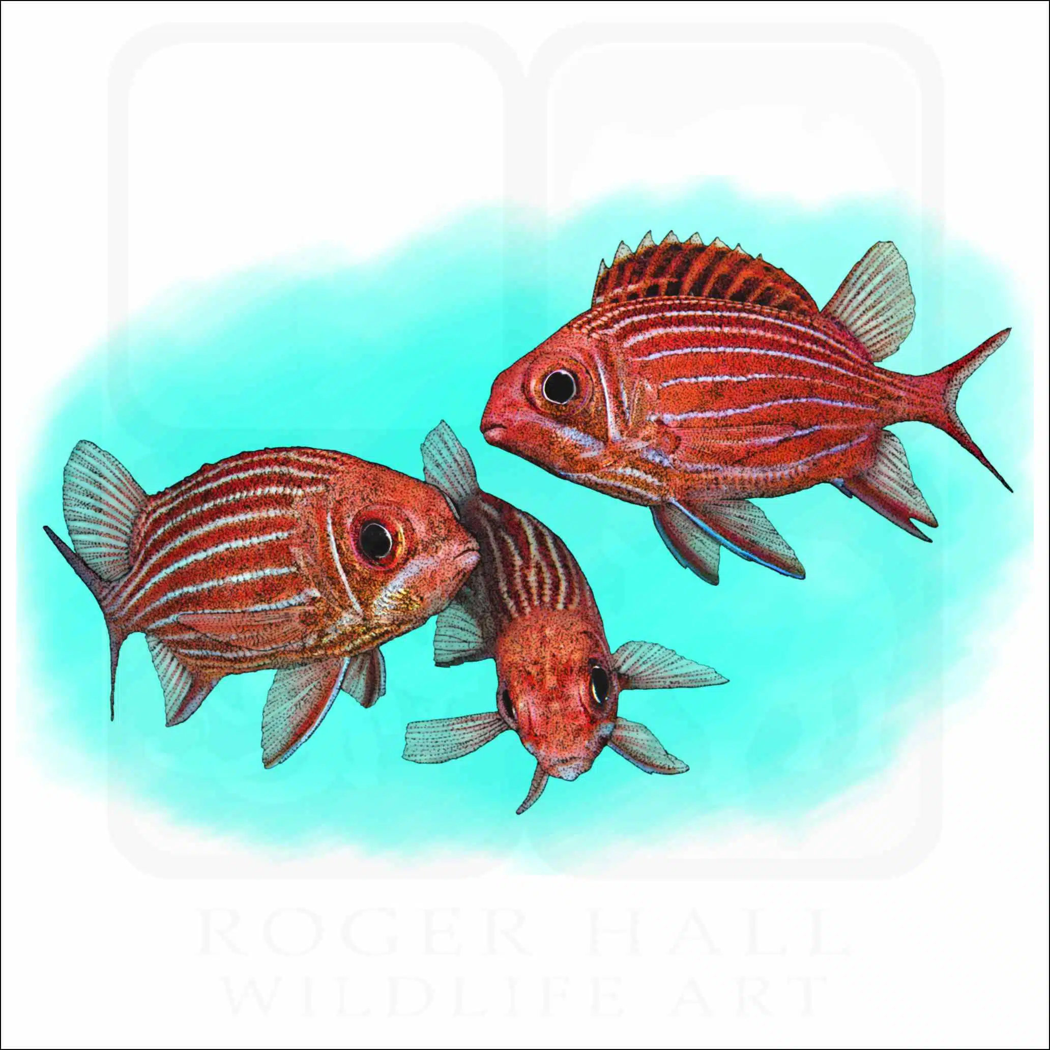 Striped or Hawaiian Squirrelfish Striped or Hawaiian Squirrelfish illustration