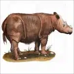 Sumatran Rhinoceros illustration
