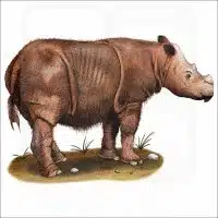 Sumatran Rhinoceros illustration