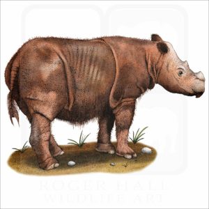 Sumatran Rhinoceros illustration