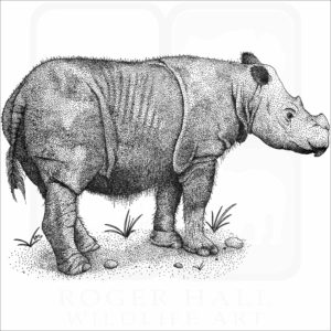 Sumatran Rhinoceros