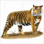 Sumatran Tiger illustration