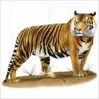 Sumatran Tiger illustration