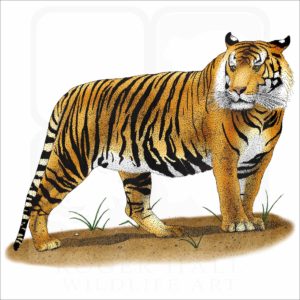 Sumatran Tiger illustration