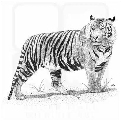 Sumatran Tiger