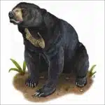Malayan Sun Bear illustration