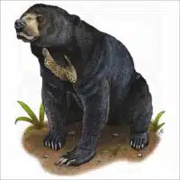 Malayan Sun Bear illustration