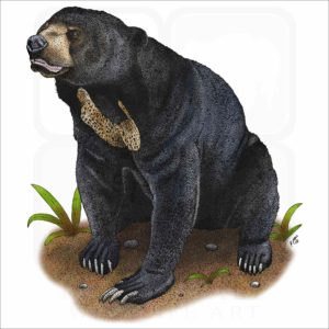 Malayan Sun Bear illustration
