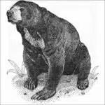 Malayan Sun Bear