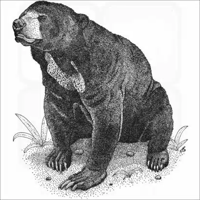 Malayan Sun Bear