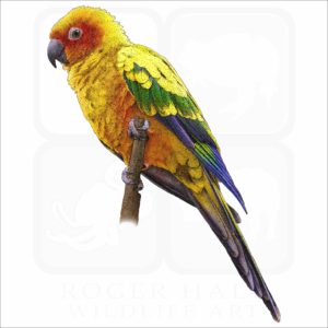 Sun Parakeet illustration