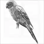 Sun Parakeet
