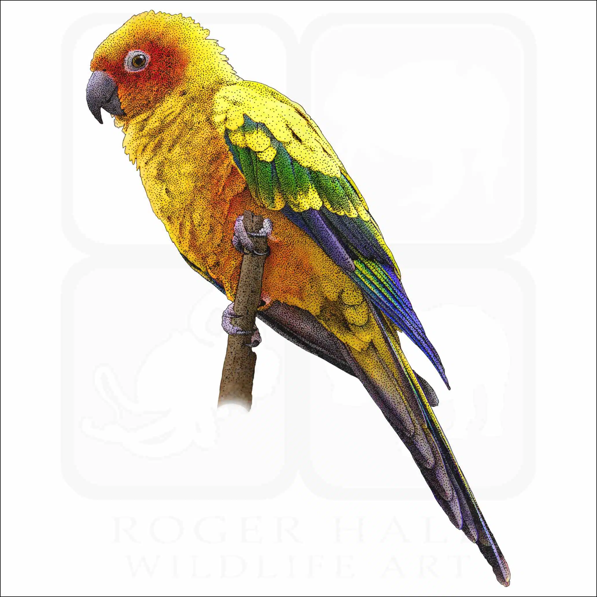 Sun Parakeet Sun Parakeet illustration