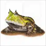 Surinam Horned Frog illustration