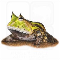 Surinam Horned Frog illustration