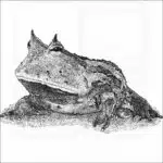 Surinam Horned Frog
